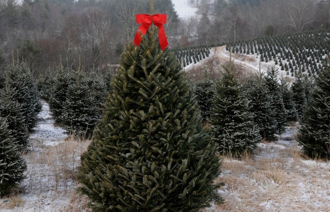 Choose Cut Your Own Christmas Tree This Year Mast General Store