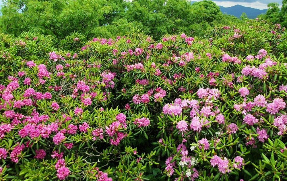 Chasing the Catawba Rhododendrons in the Blue Ridge Mountains  Mast  General Store