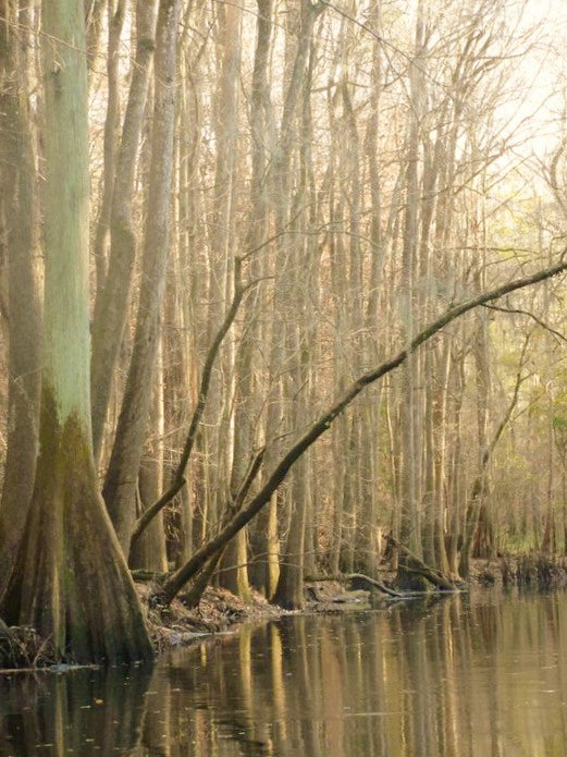 Cypress trees along the Congaree River