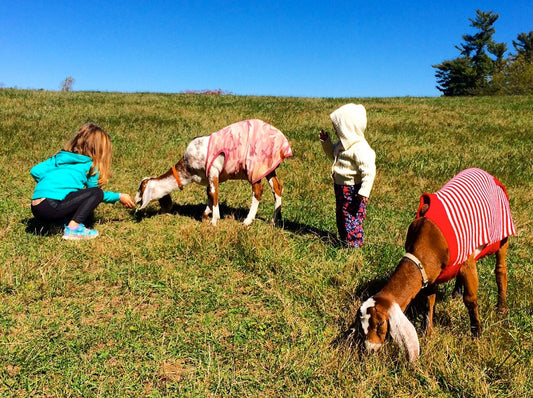Two small children petting goats wearing sweaters in the Connemara Park