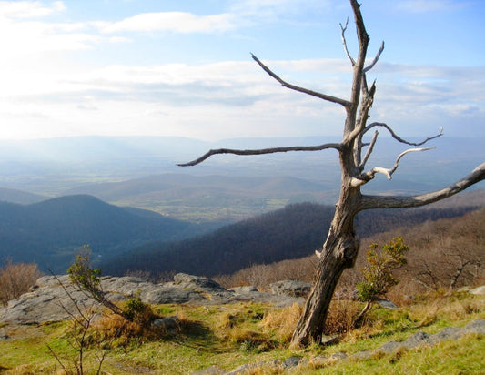 A lone dead tree overlooking the Shenandoah Valley