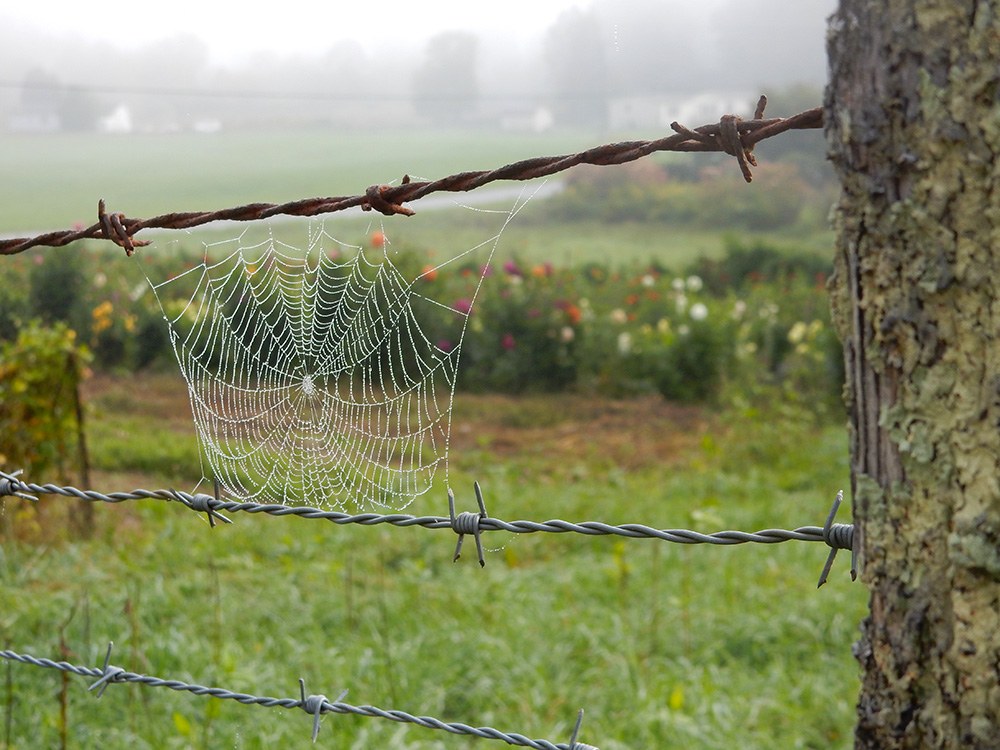 spiderweb.jpg