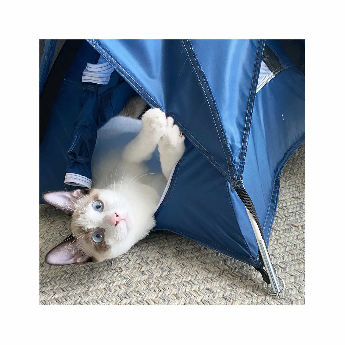 Tiny Tents Tiny Tent