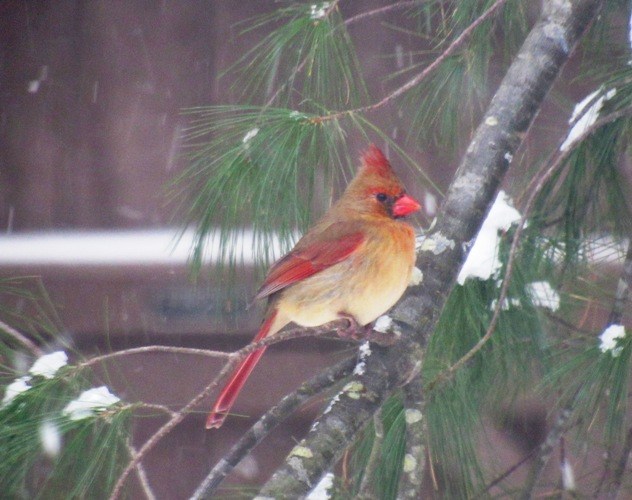 birding-female-cardinal-alaina-drawdy-cox.jpg