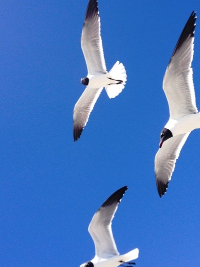 birding-folly-gulls-alaina-drawdy-cox.jpg