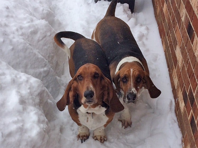 Caesar and Cleo in the snow