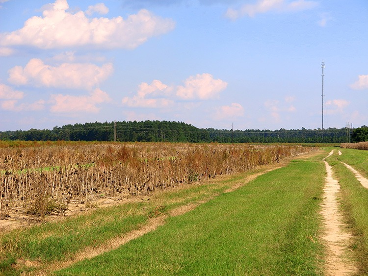 Protecting farmland is an important function of a land trust. 