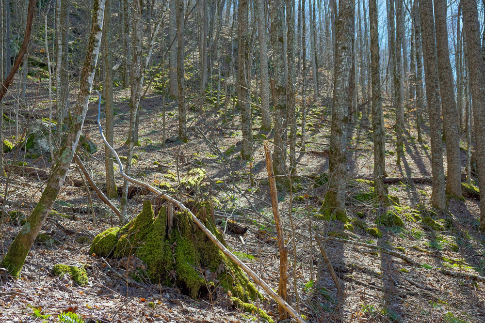 Mossy Stumps on the Walker Creek Trail, photo by Jordan Mitchell, CC Share & Share Alike, no changes made