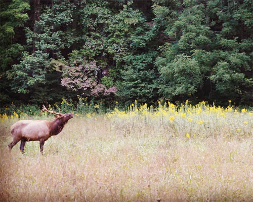 Bugling Elk