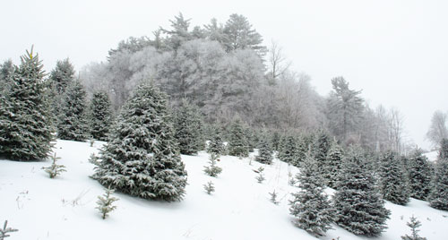 Christmas Trees in the Field