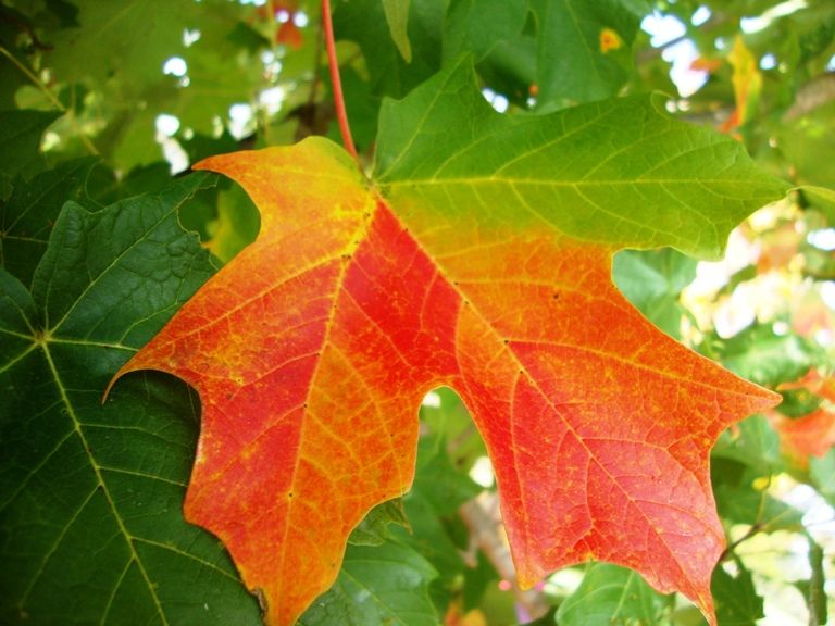 Asheville transitioning leaves