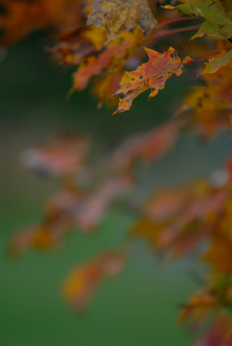 fall-colors-valle-crucis-leaves.jpg