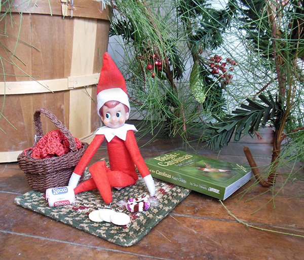 One of Santa's scout elves enjoys a picnic at the Mast Store