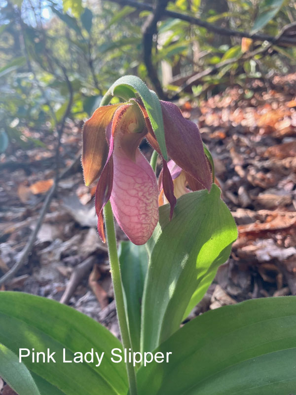 Pink Lady Slipper
