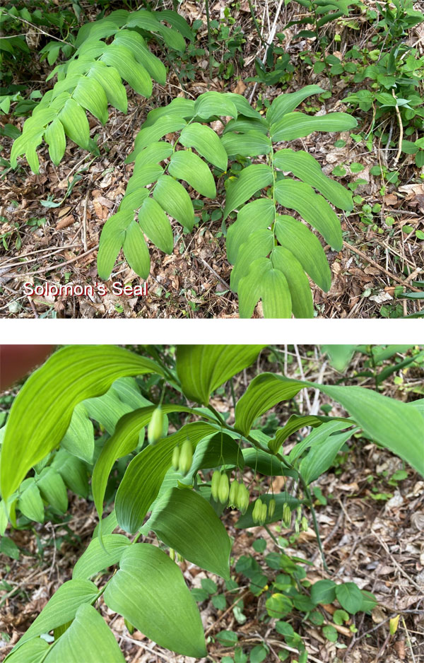 Solomon's Seal