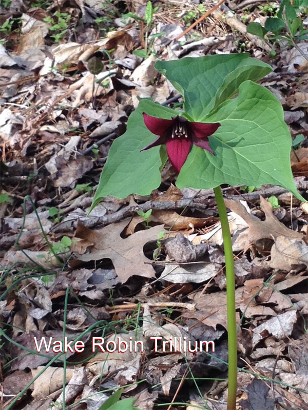 Wake Robin Trillium