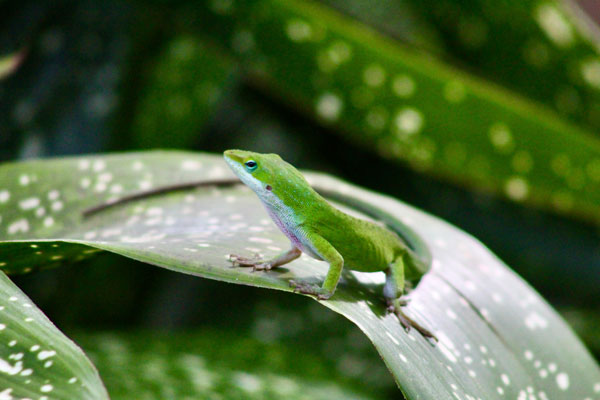 Gecko on a leaf