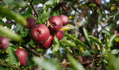 Apples on the tree ready for picking
