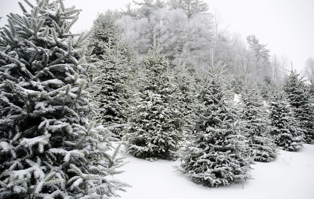 Christmas Trees in the field covered in snow