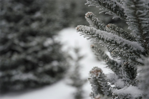 Snow-covered Christmas Tree