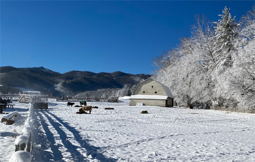 Cattle and horse in a snow-covered field