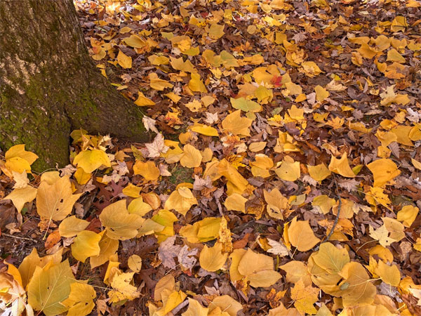 Colorful yellow leaves 