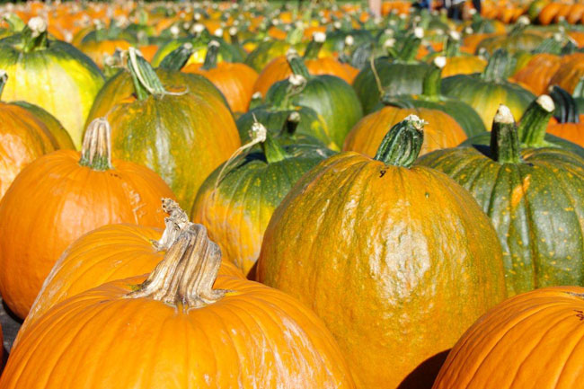 A sea of pumpkins at Grandad's 