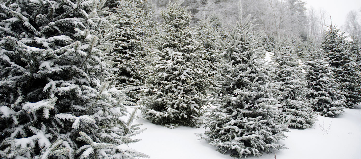 Snow-covered Christmas Trees in the field