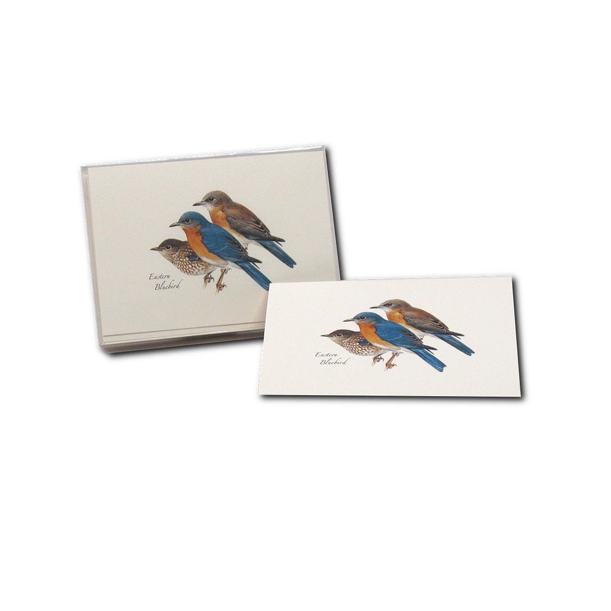  Eastern Bluebird Notecards